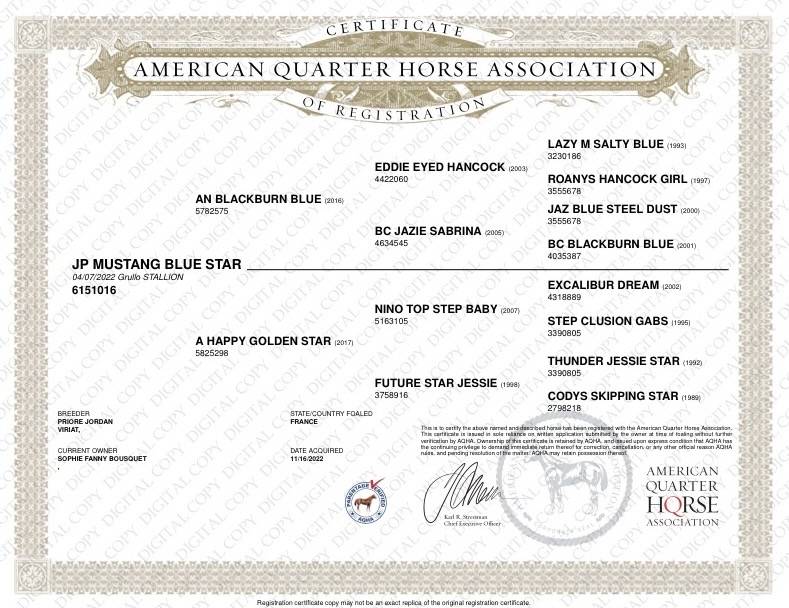 Saillie Quarter Horse Grullo 90% NFQHA