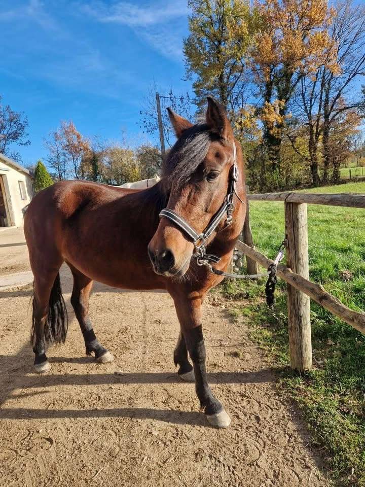 Ponette de loisir 