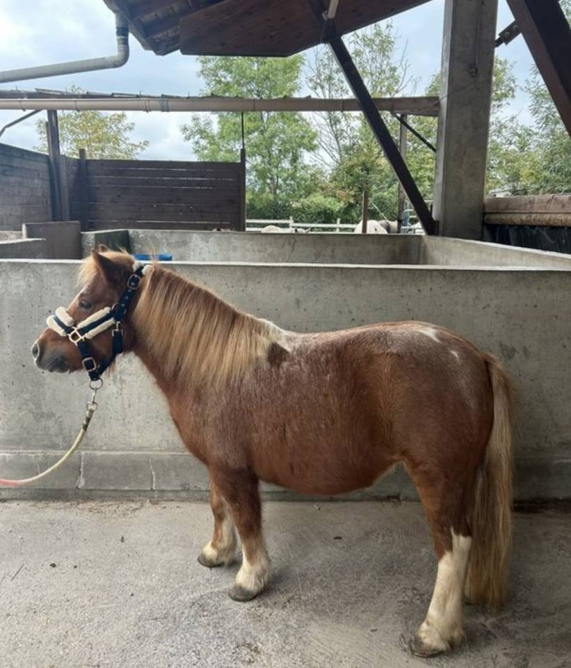 Ponette A 