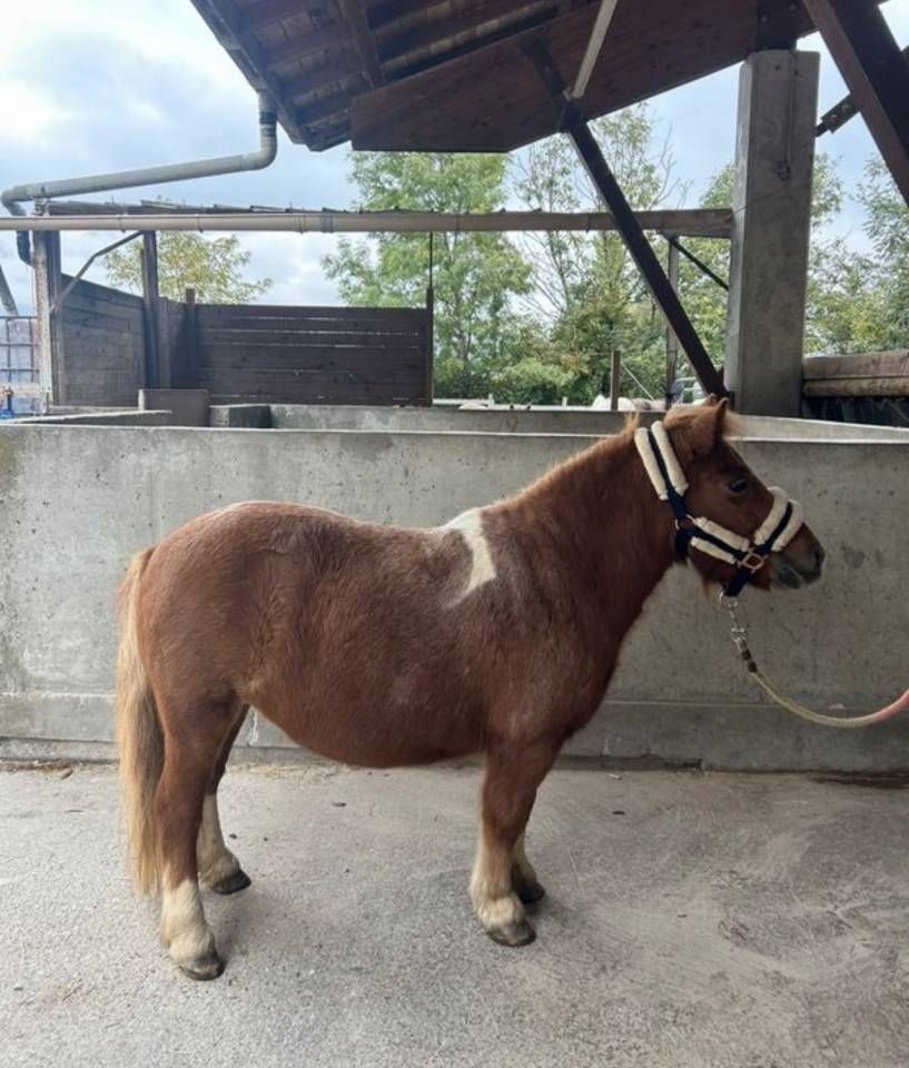 Ponette A 