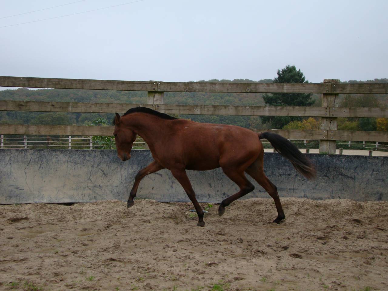 A VENDRE PUR SANG LUSITANIEN PP DEBOURRE DE 3 ANS
