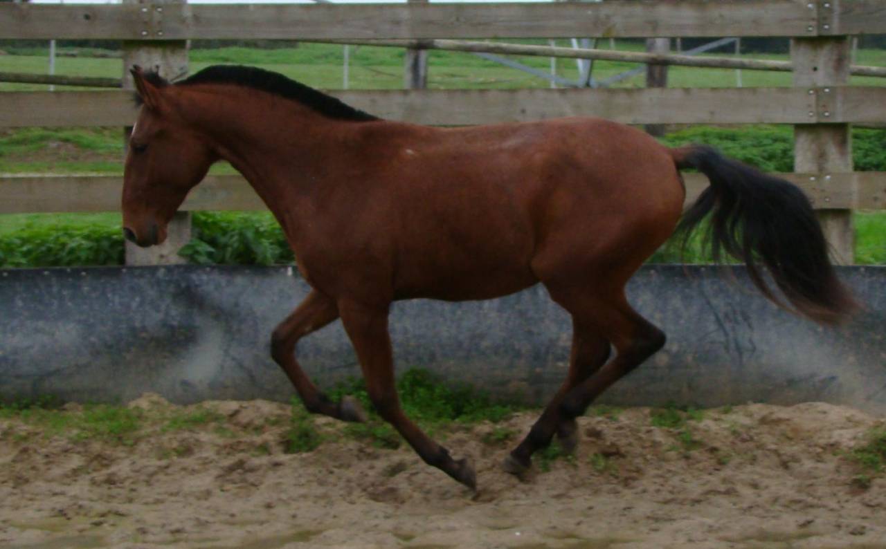 A VENDRE PUR SANG LUSITANIEN PP DEBOURRE DE 3 ANS