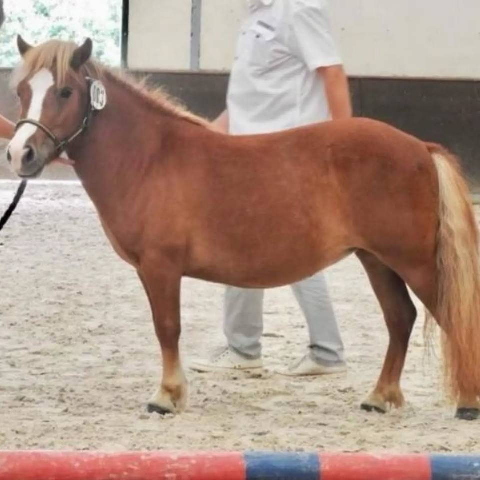 Top ponette Shetland de sport