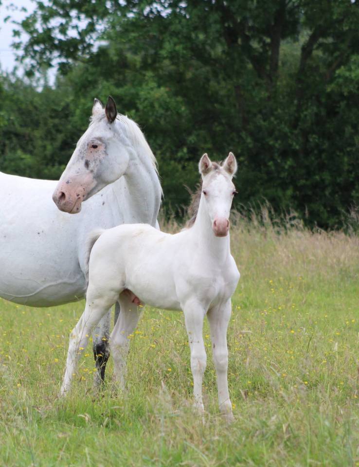 appaloosa few spots de 18 mois