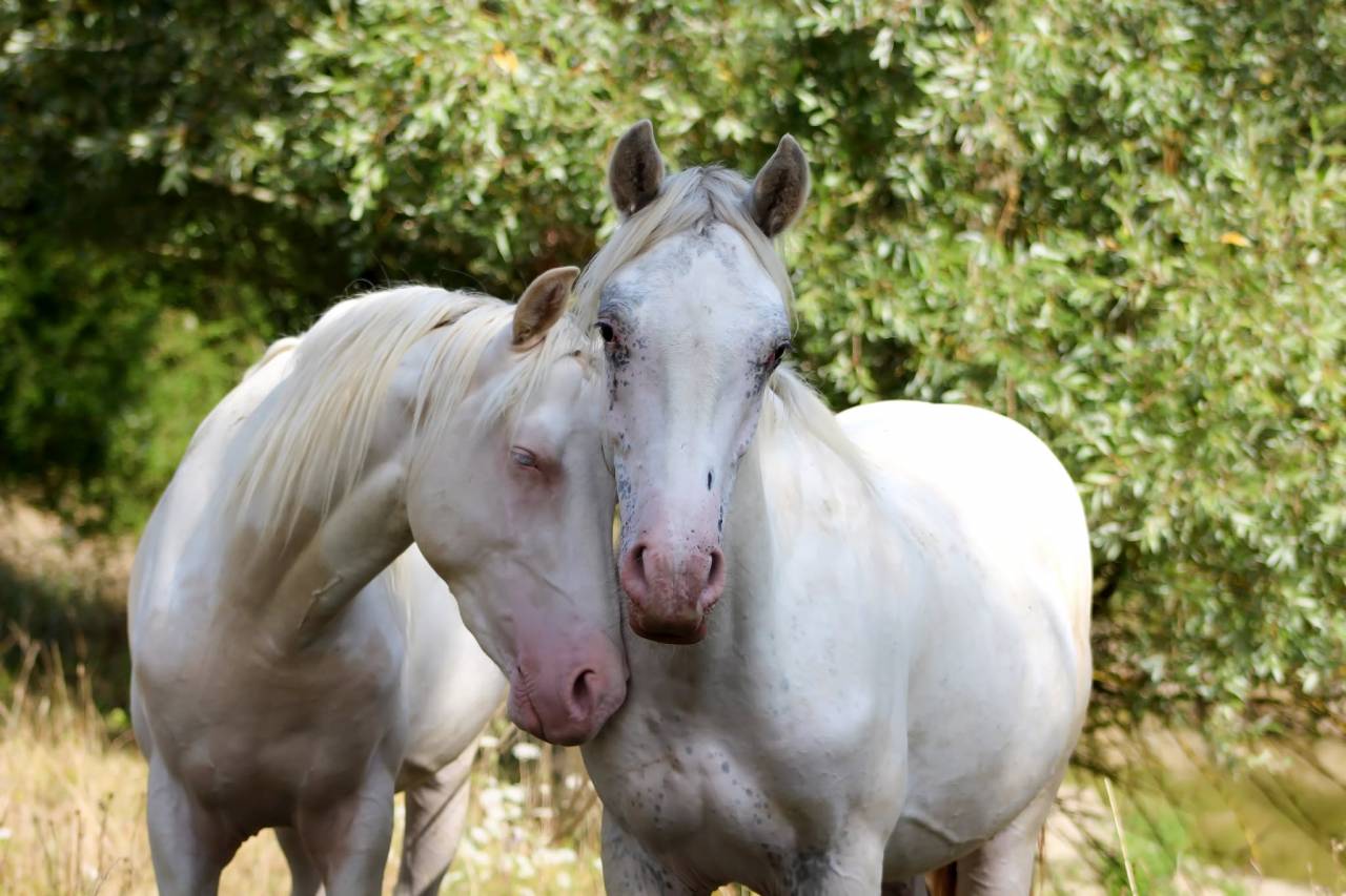 appaloosa few spots de 18 mois