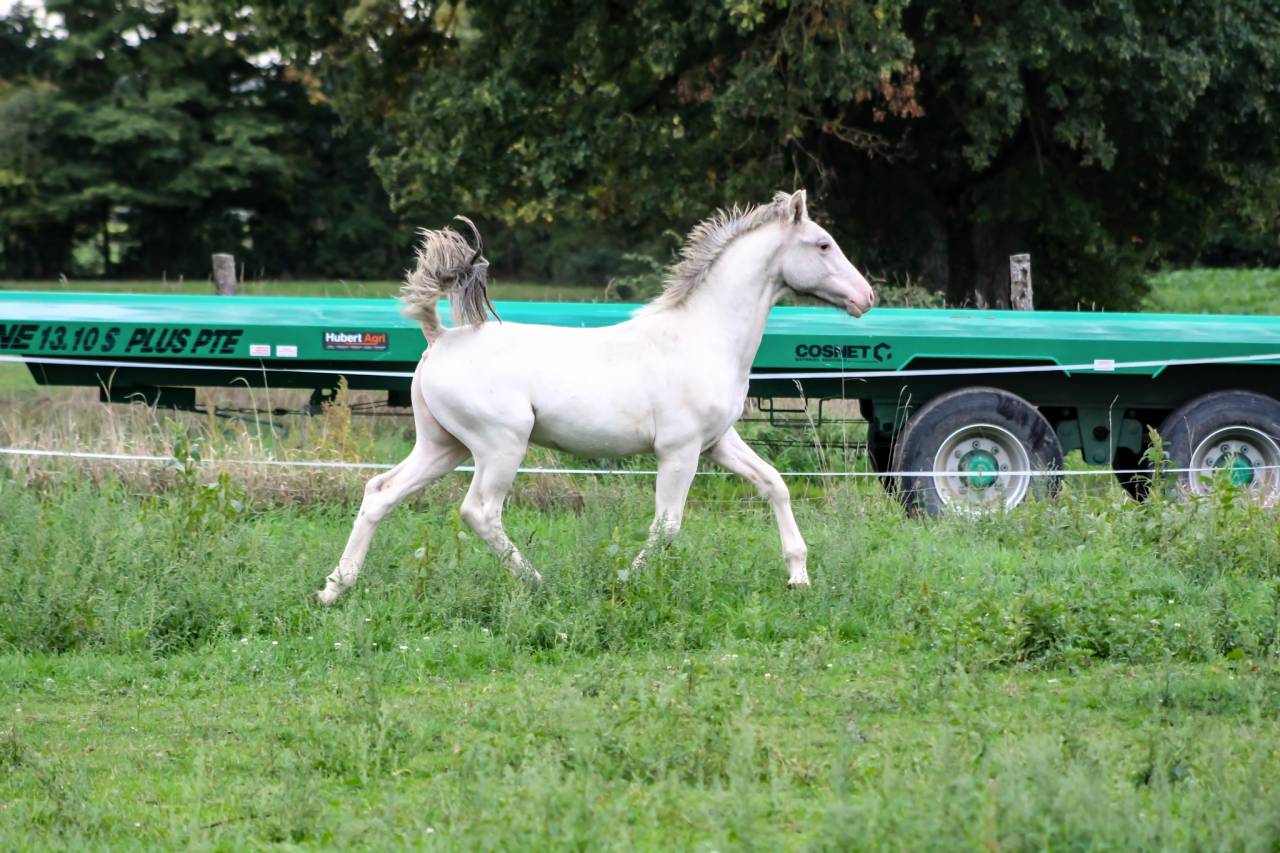 appaloosa few spots de 18 mois
