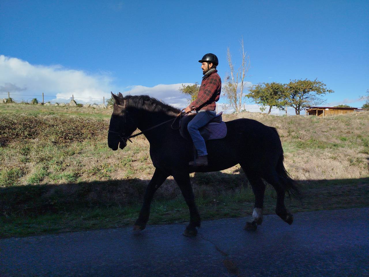 Noukie, jument Percheronne