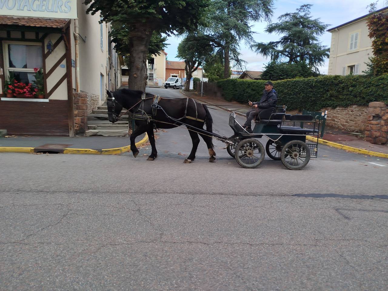 Noukie, jument Percheronne
