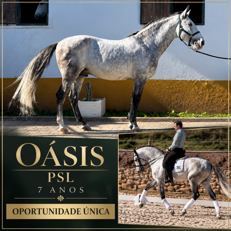 Cavalo Lusitano - PSL