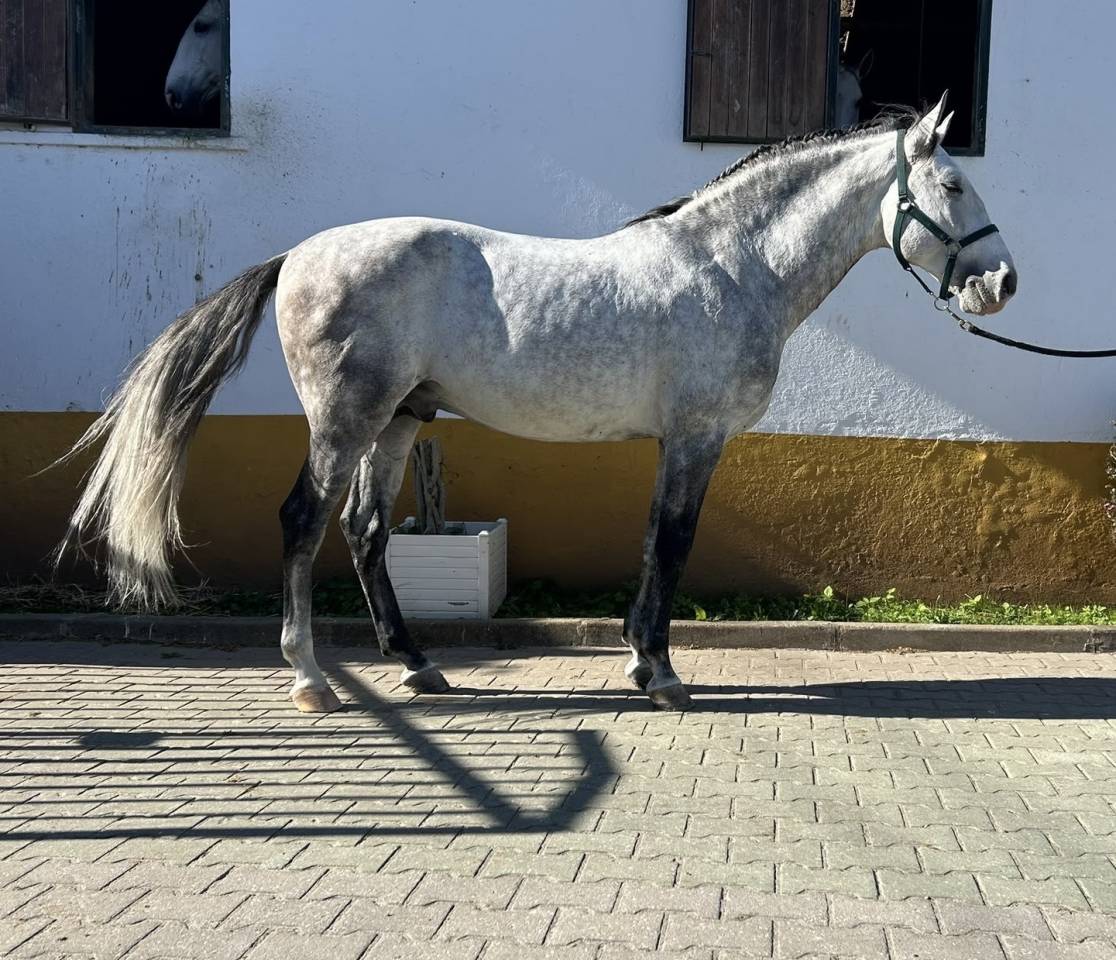 Cavalo Lusitano - PSL