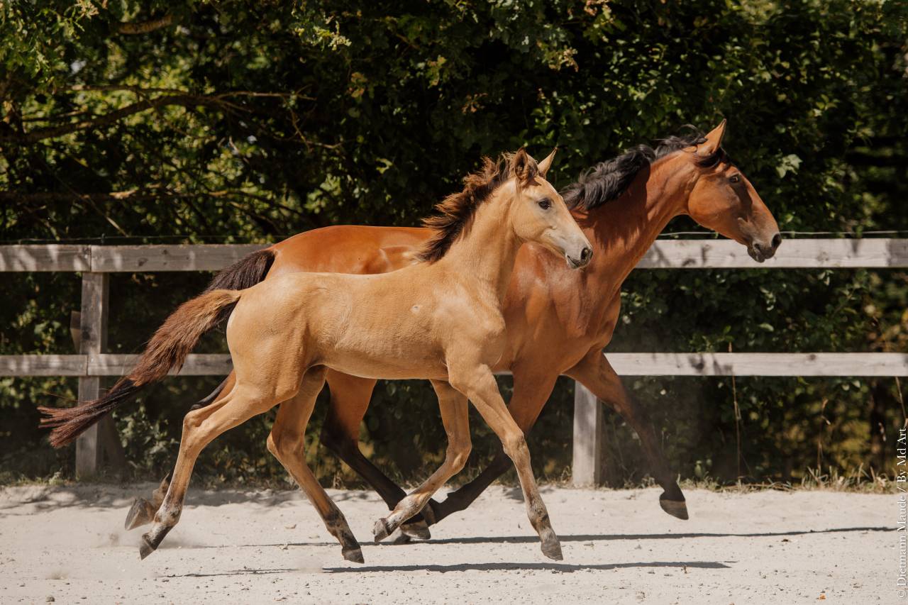 POULICHE - LUSITANIENNE - 5 MOIS - DRESSAGE - FRANCE