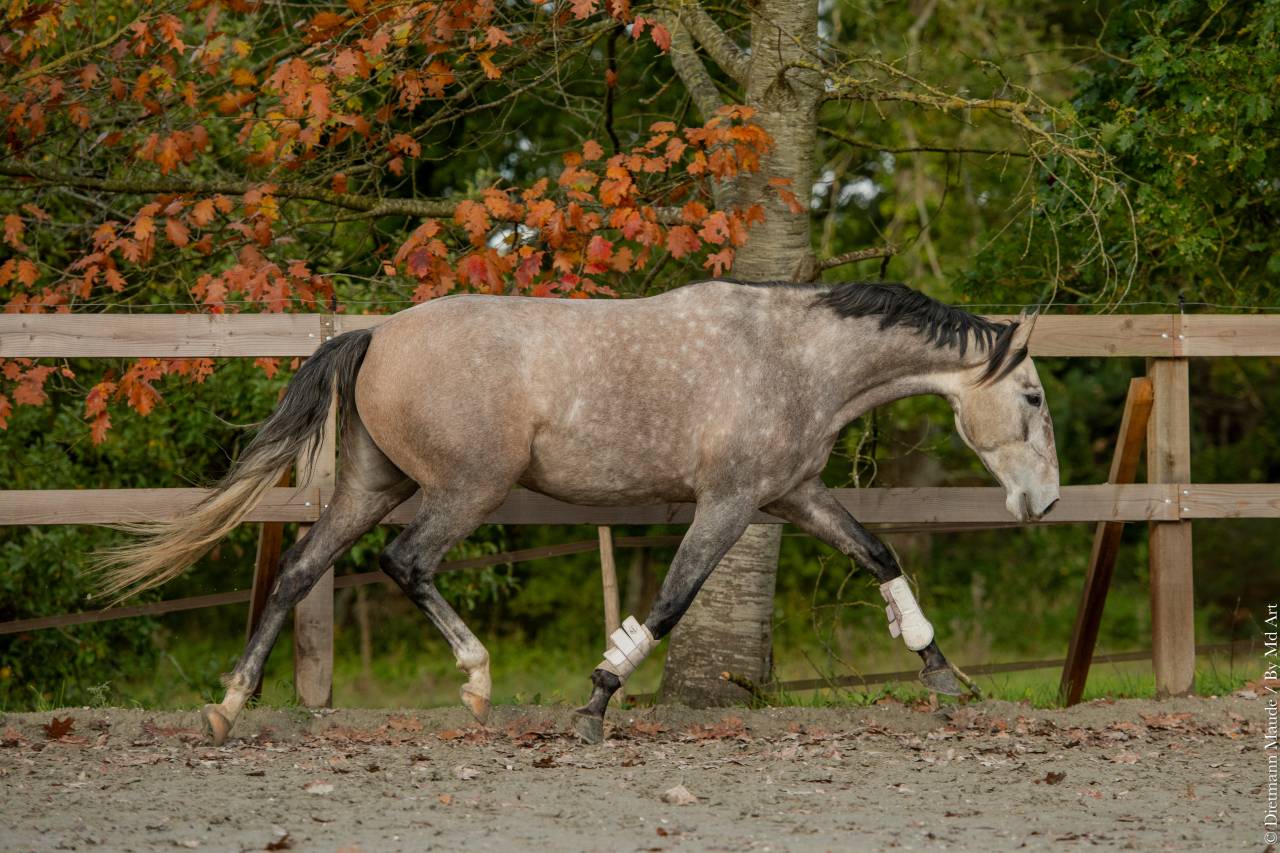 Jument - Lusitanienne - 6 ans - Dressage - France