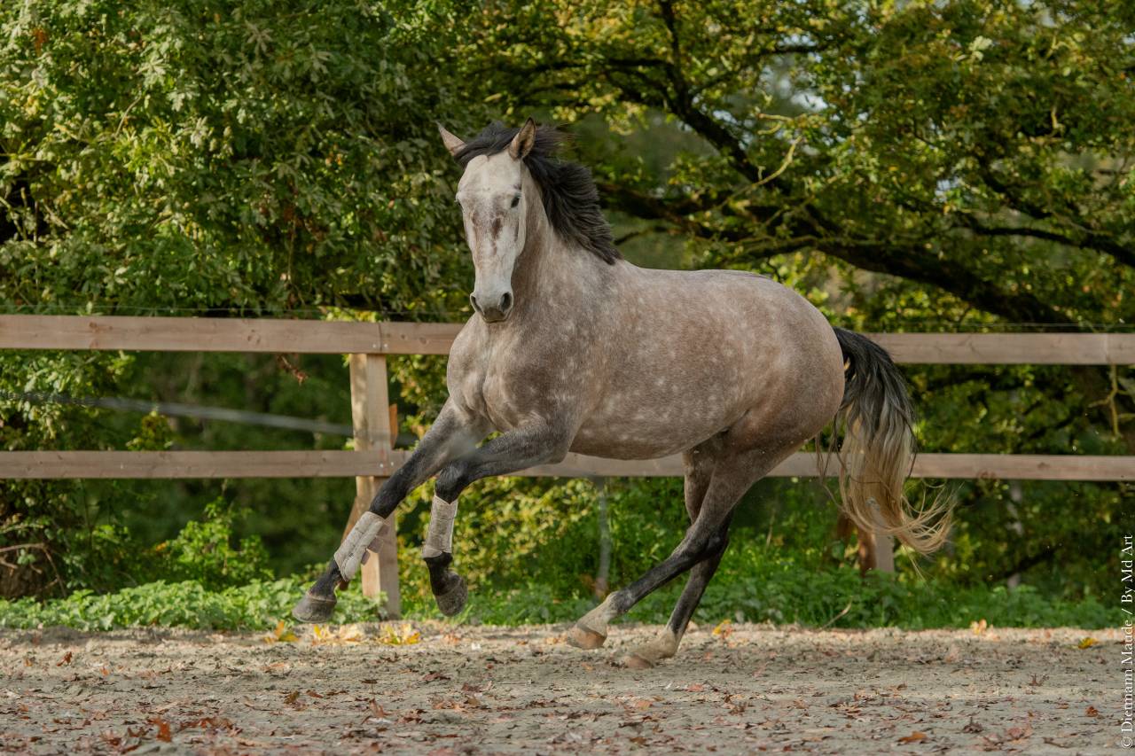 Jument - Lusitanienne - 6 ans - Dressage - France
