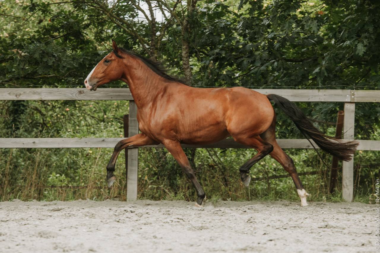 Hongre - lusitanien - 4 ans - Dressage - France