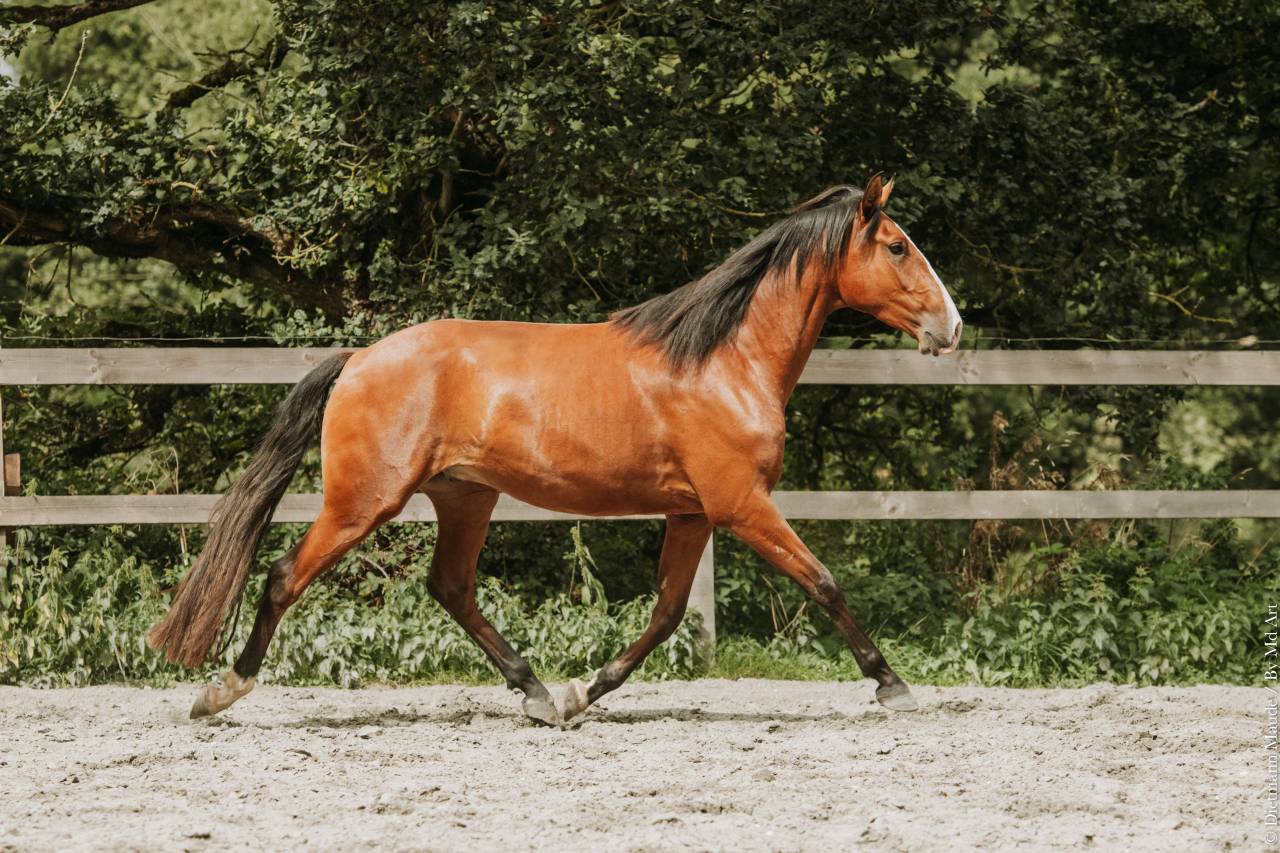 Hongre - lusitanien - 4 ans - Dressage - France