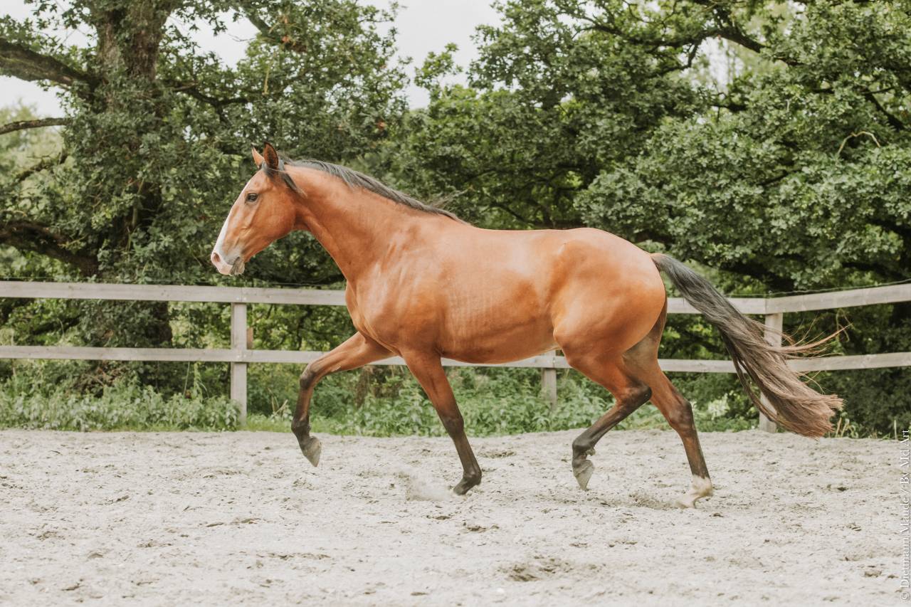 Hongre - lusitanien - 4 ans - Dressage - France