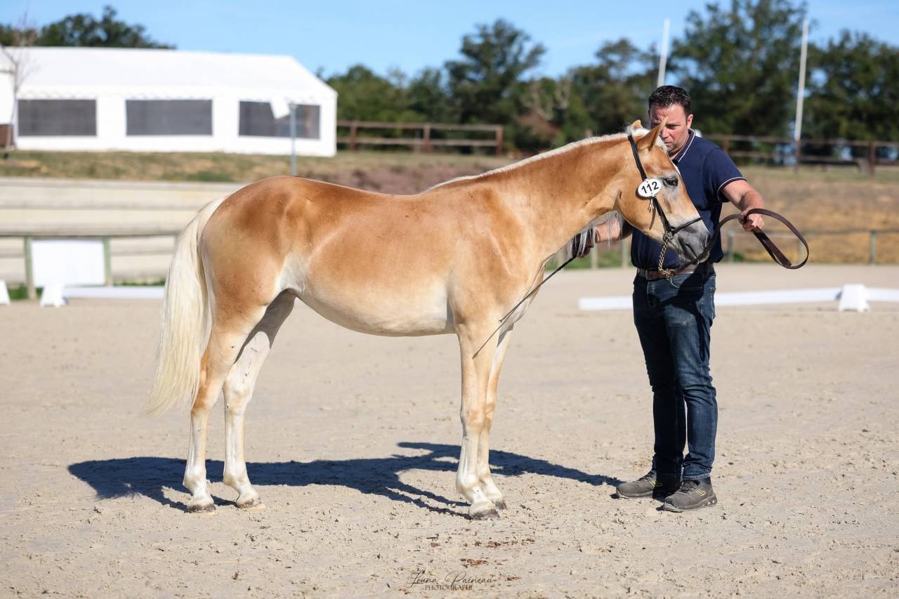 Pouliche haflinger 18 mois