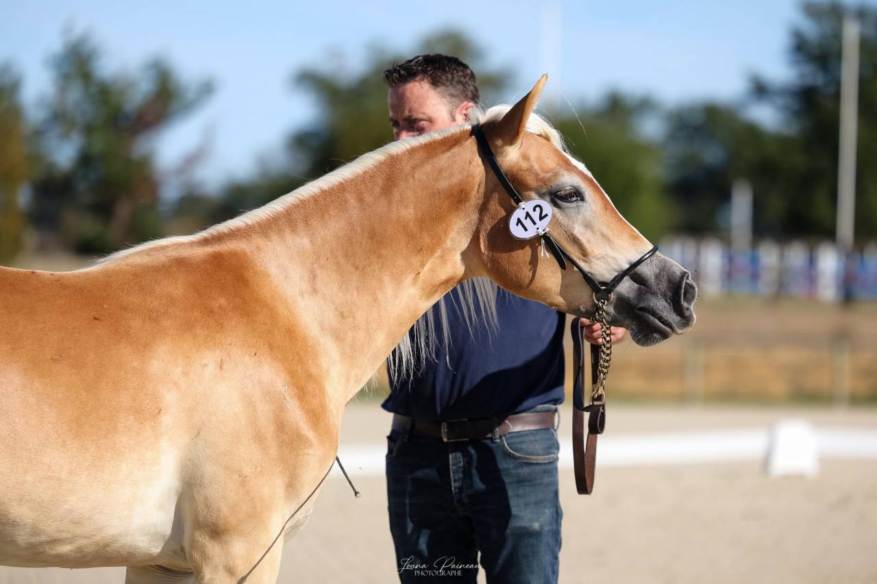 Pouliche haflinger 18 mois
