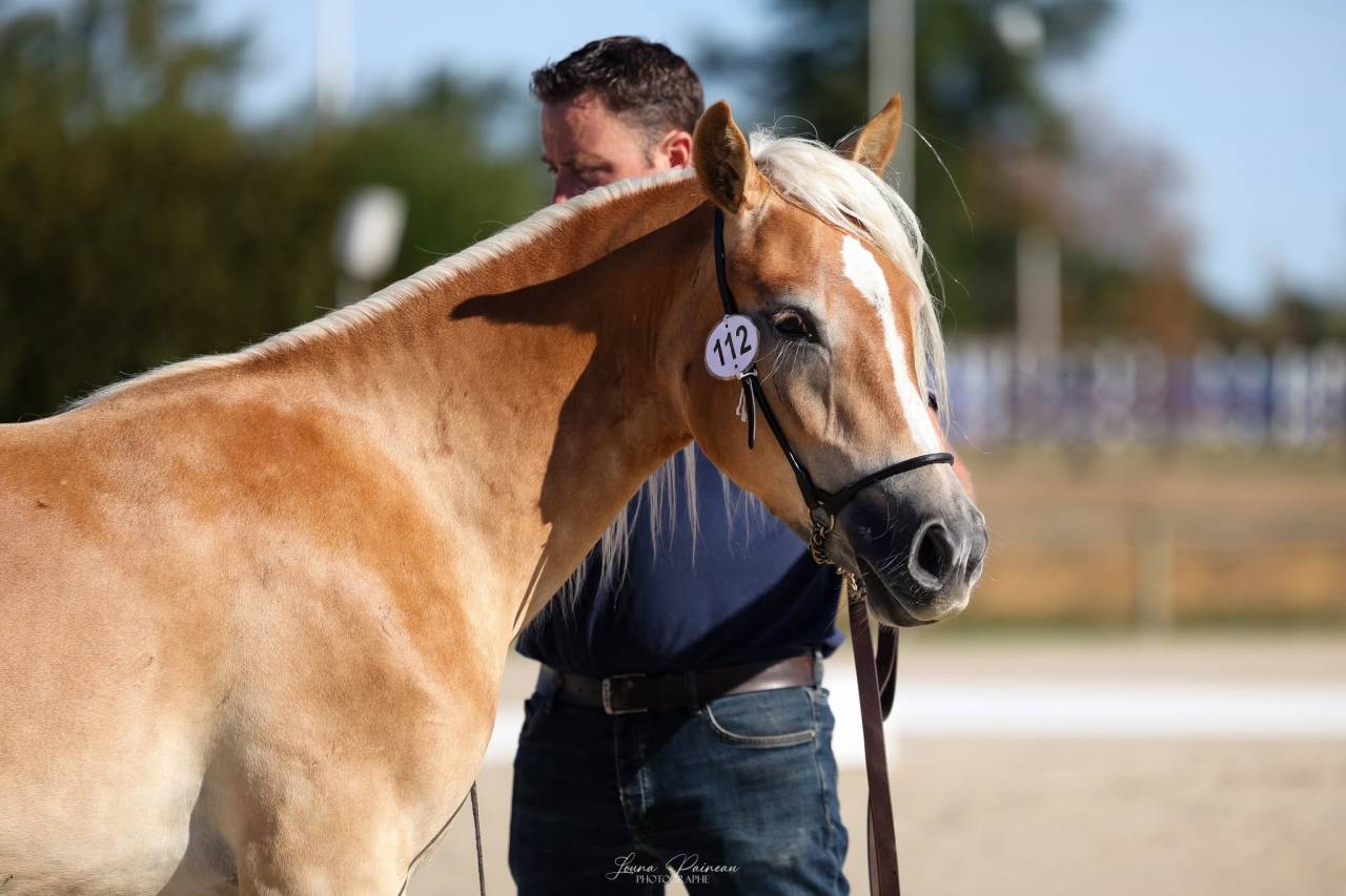 Pouliche haflinger 18 mois