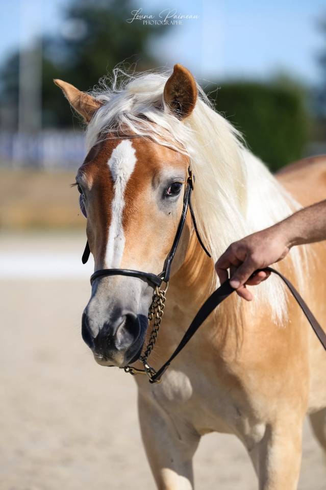 Pouliche haflinger 18 mois