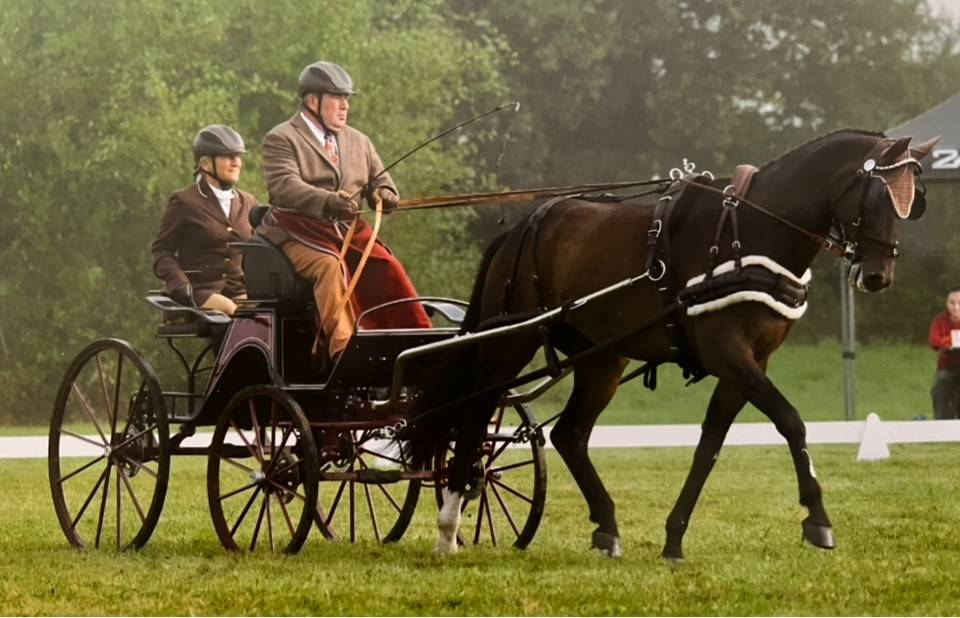 cheval d'attelage KWPN