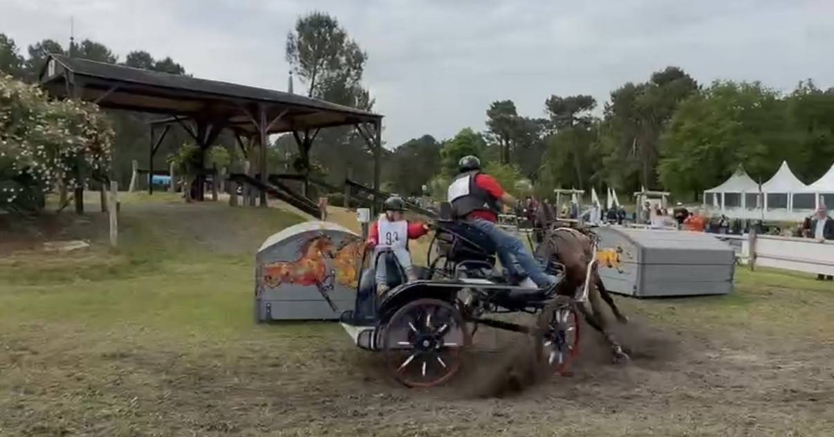 cheval d'attelage KWPN