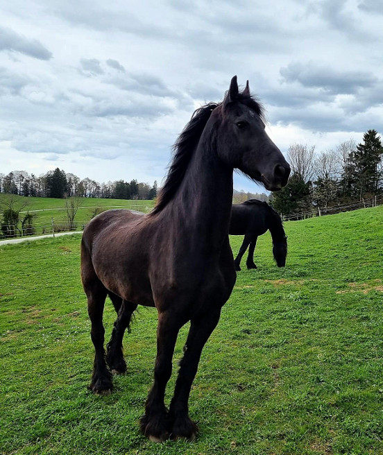 2 magnifiques frisons &agrave; vendre, si possible ensemble