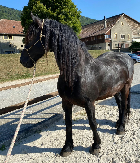 2 magnifiques frisons &agrave; vendre, si possible ensemble