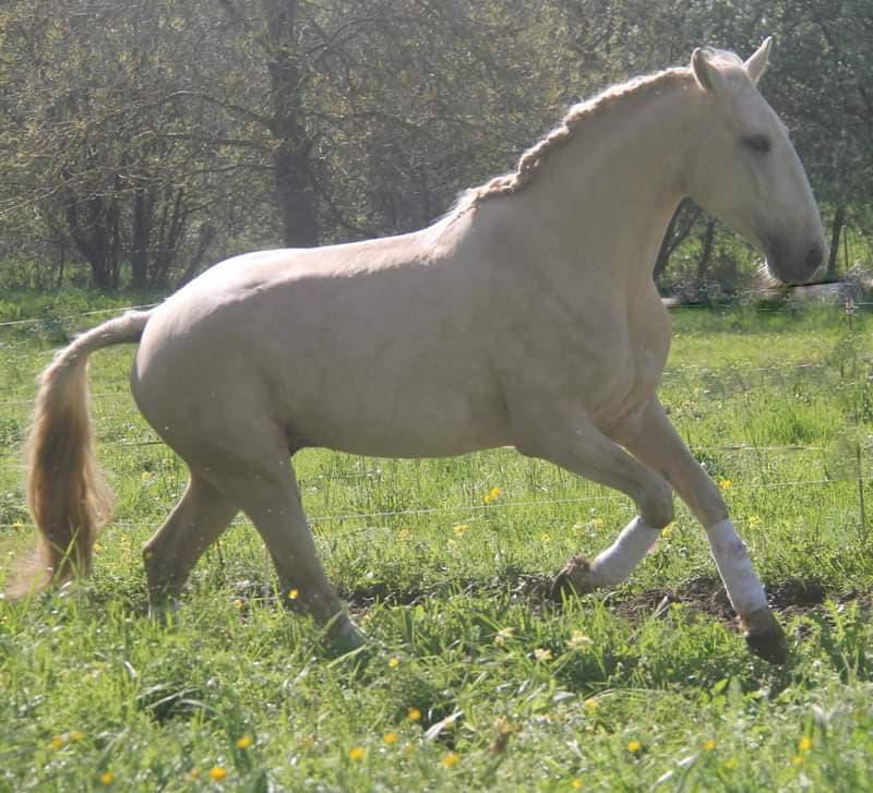 Lusitanien pouliche