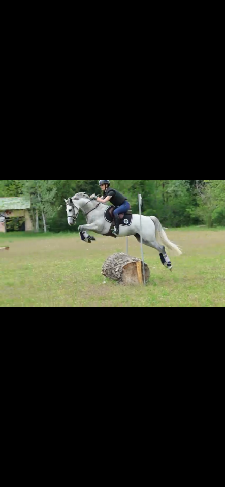 Hongre PFS 4 ans 