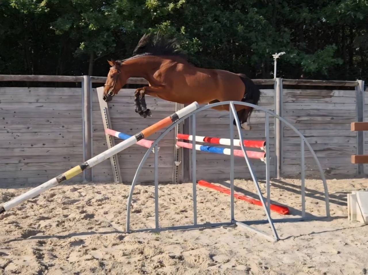 Jument de sport 3 ans Anglo Arabe