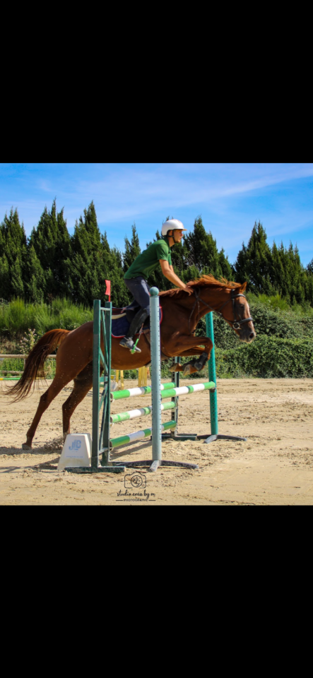 Cheval &agrave; vendre 