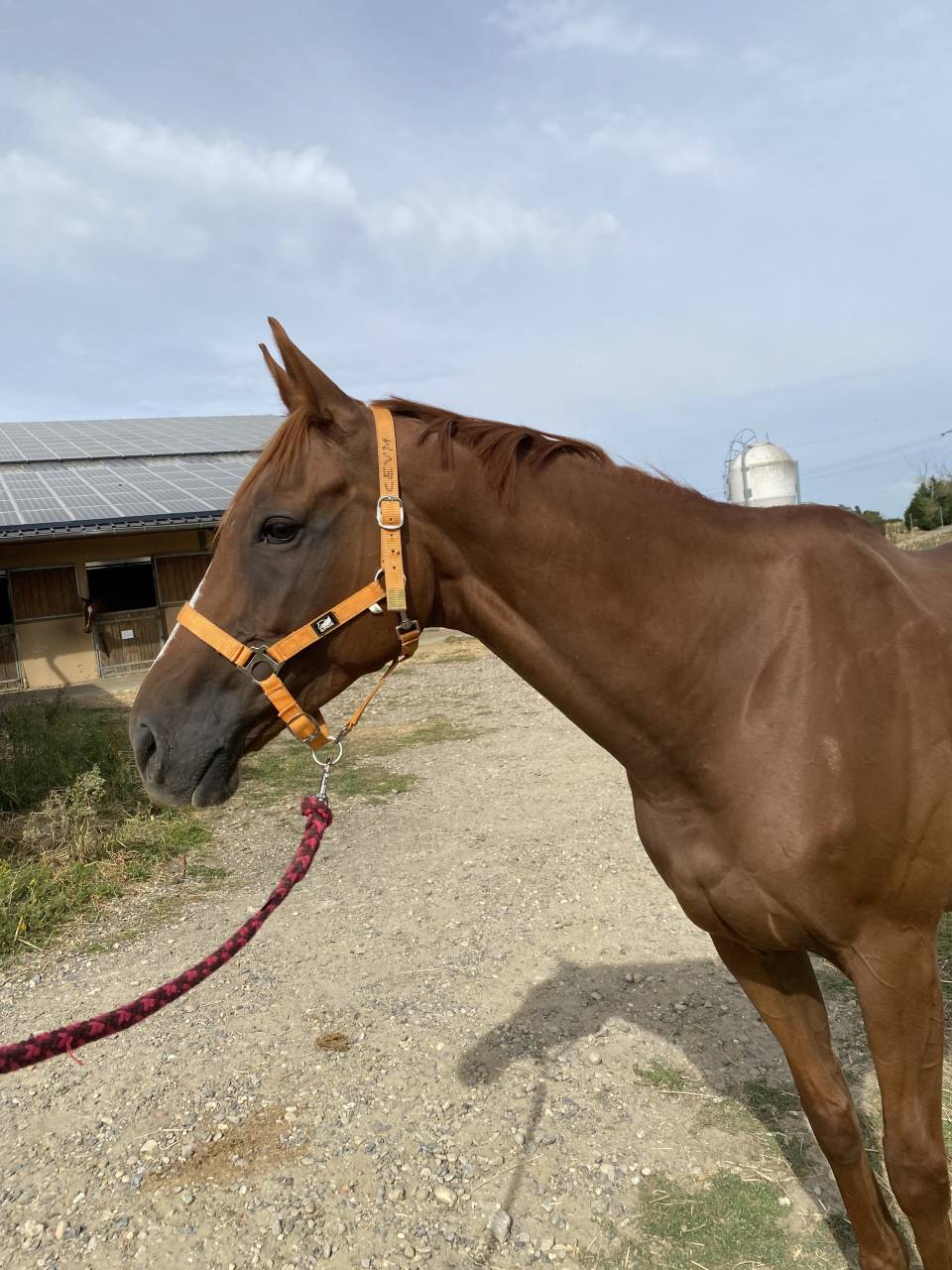 Cheval &agrave; vendre 