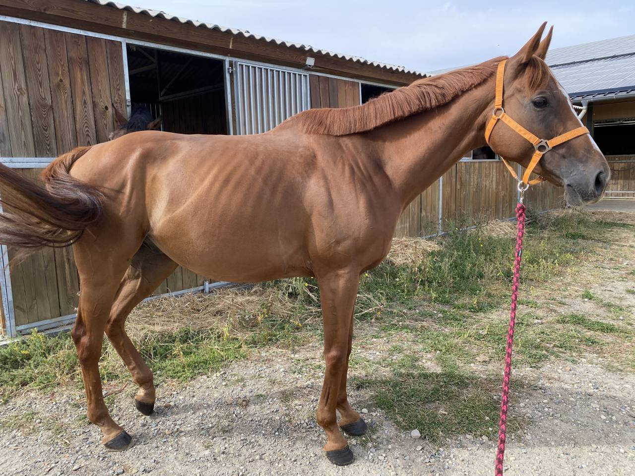 Cheval &agrave; vendre 