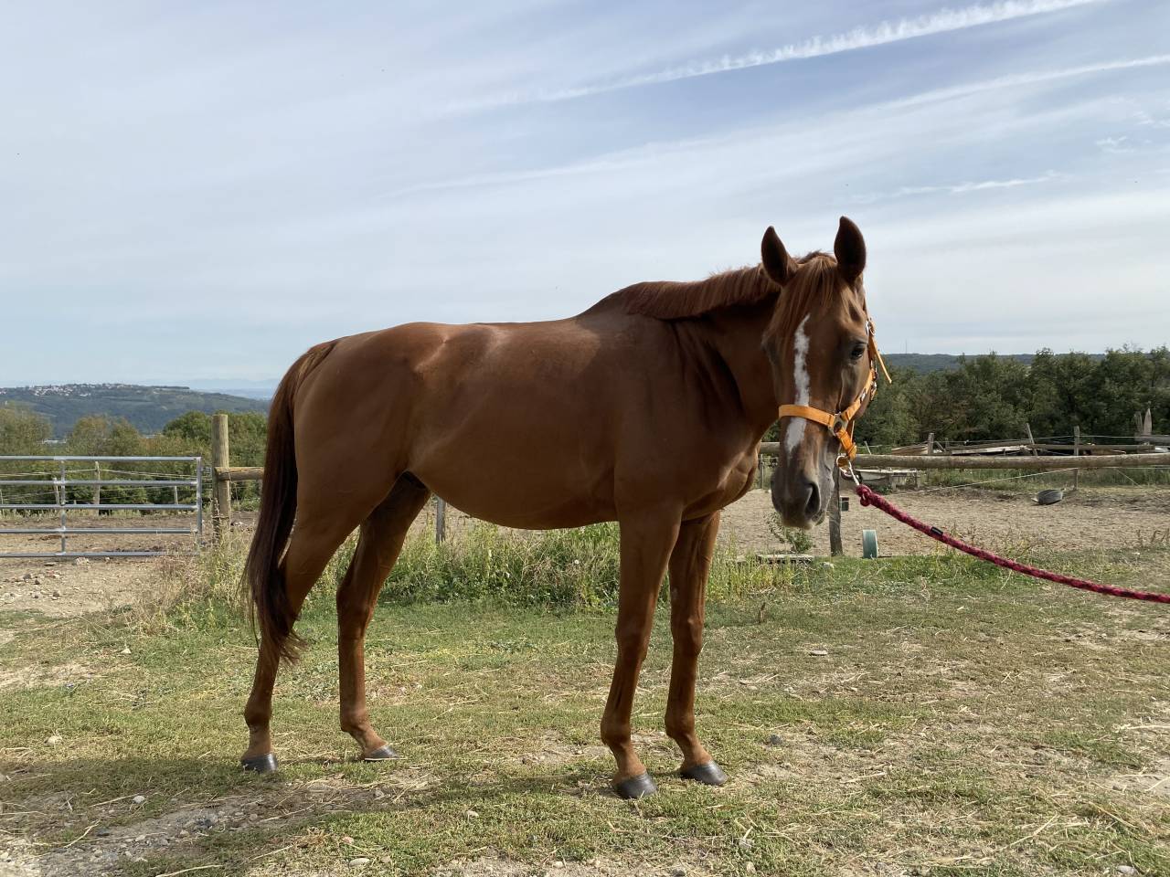 Cheval &agrave; vendre 