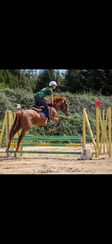 Cheval &agrave; vendre 