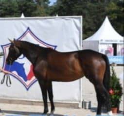 pouliniere selle francais