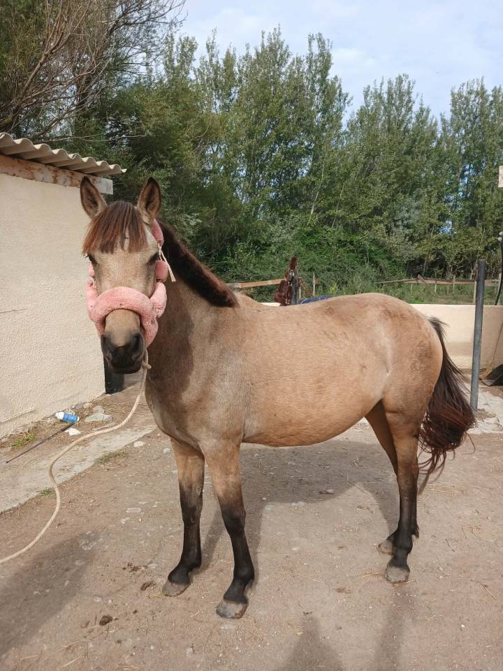 &Agrave; VENDRE poney D &ndash; NOBLESSE DU BLIN