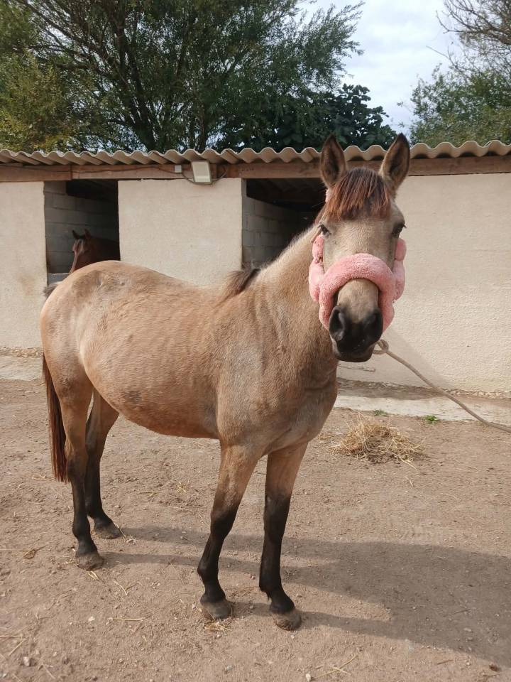 &Agrave; VENDRE poney D &ndash; NOBLESSE DU BLIN