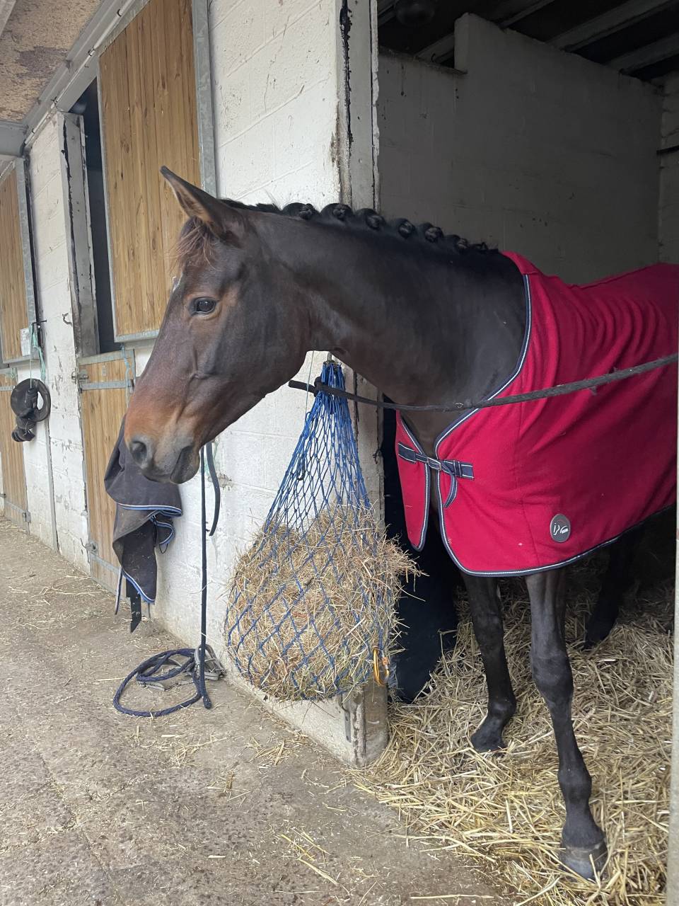 Top Jument 8 ans &agrave; vendre 