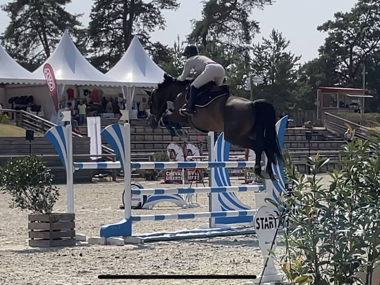 Top Jument 8 ans &agrave; vendre 
