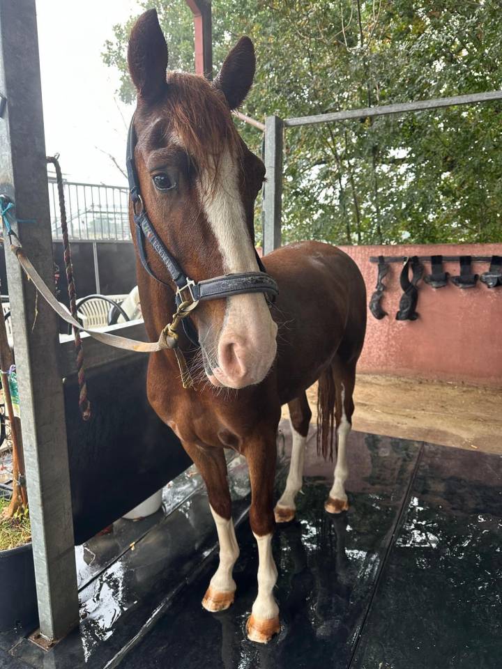 Paire de KWPN de 5 ans 