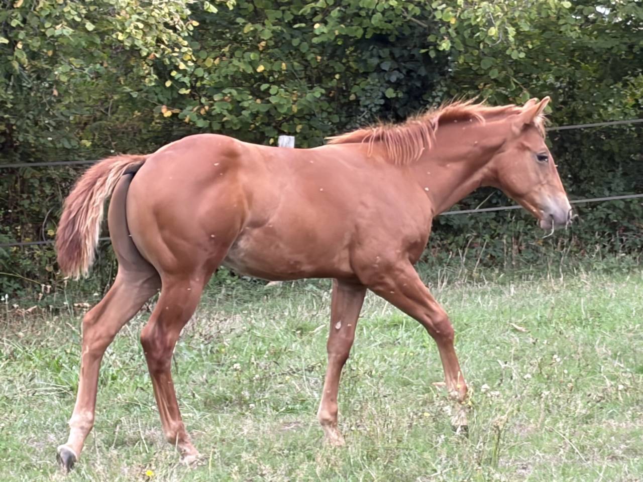 Poulain Quarter Horse 2026