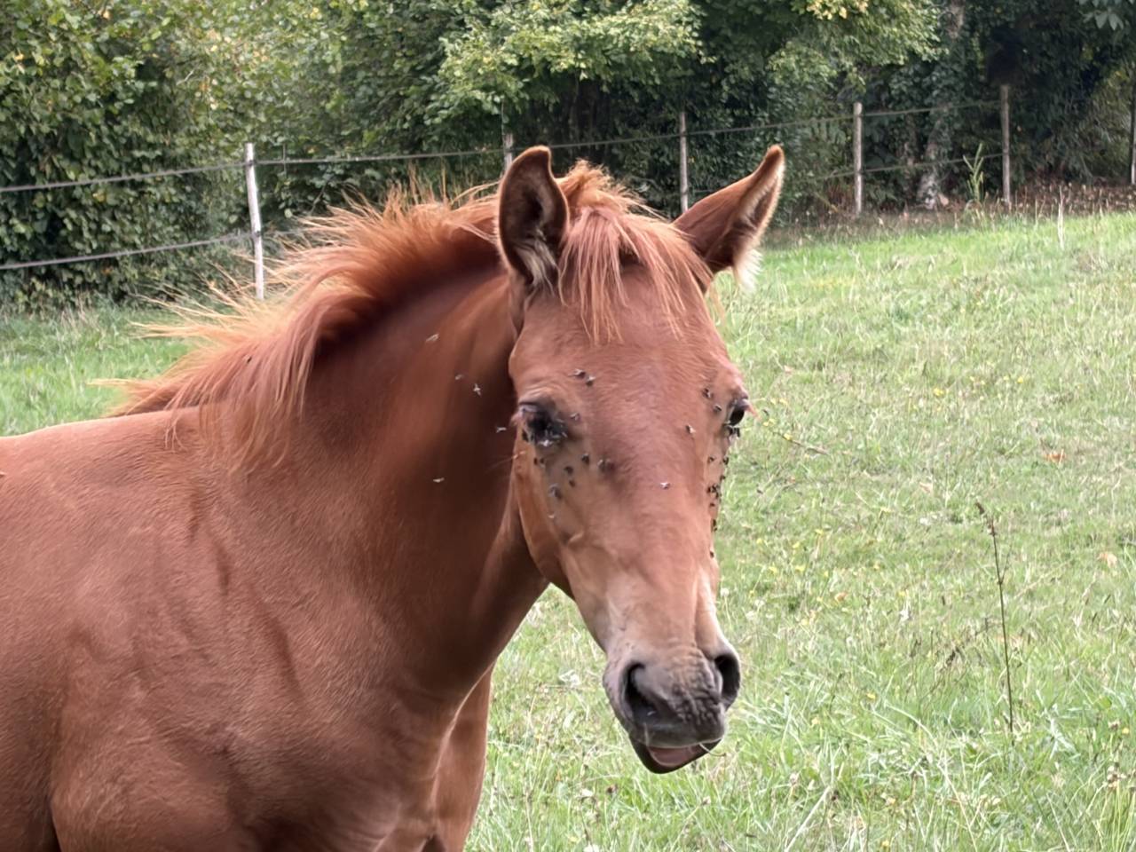Poulain Quarter Horse 2026