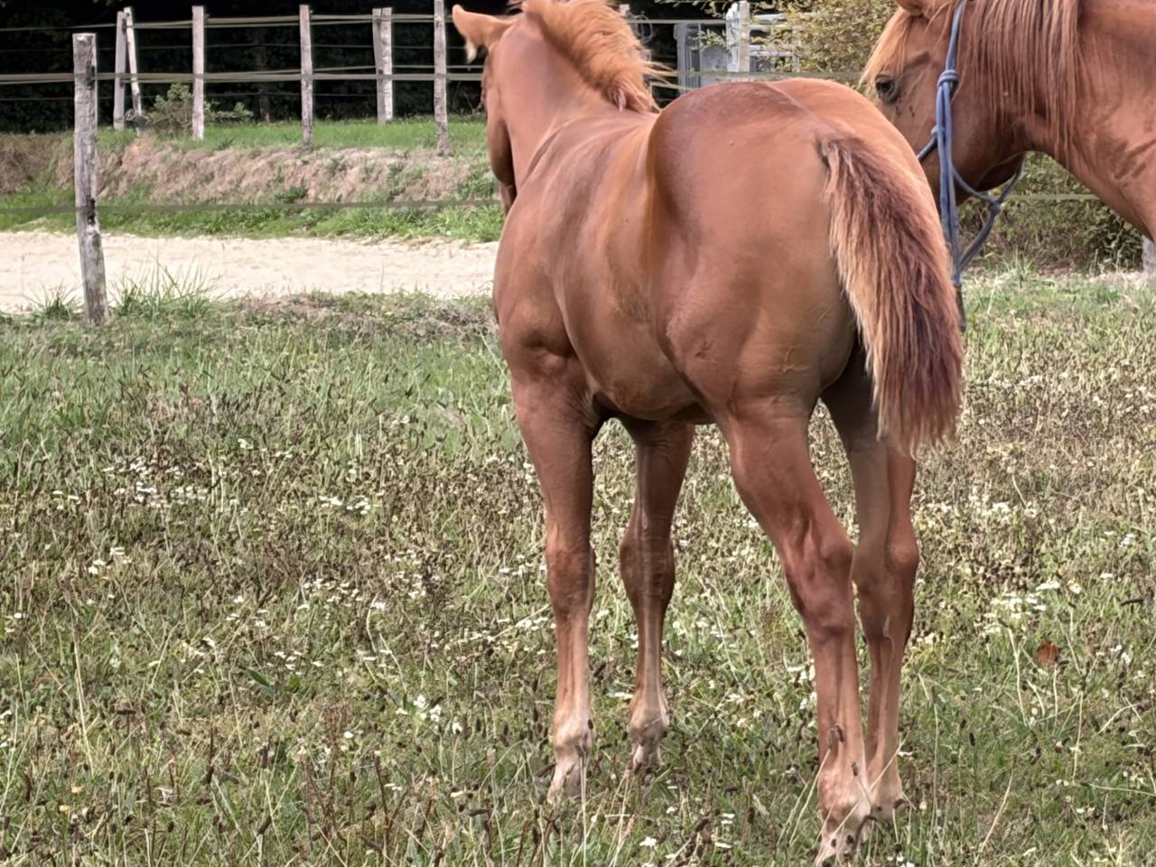 Poulain Quarter Horse 2026