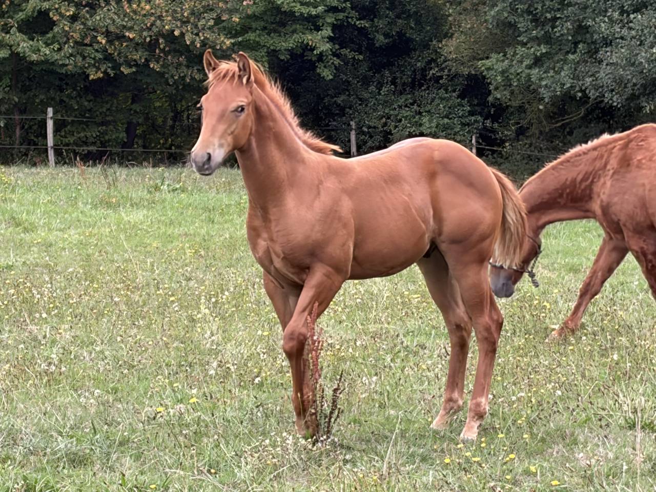 Poulain Quarter Horse 2026