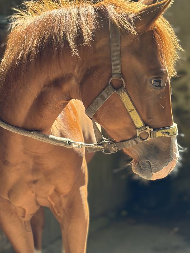 Pouliche Quarter Horse 2025