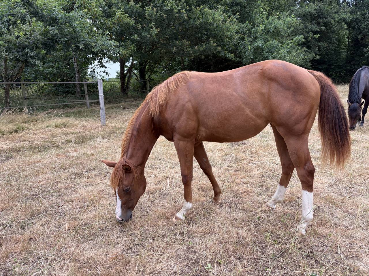Pouliche Quarter Horse 2025