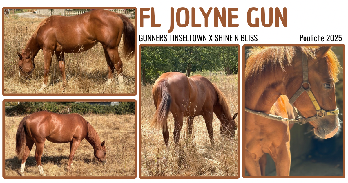 Pouliche Quarter Horse 2025