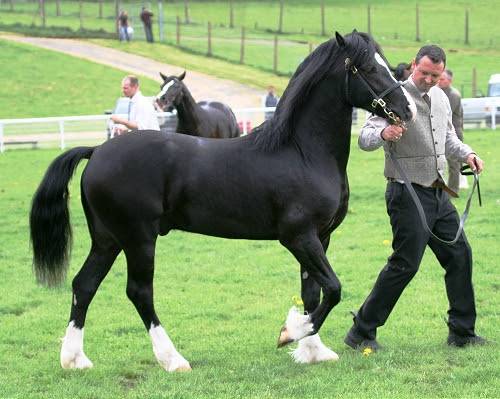Ponette welsh cob